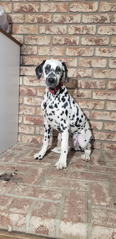 Sam – Dalmatian puppy for sale in Sugarcreek, OH