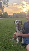 Sadie, a female Dalmatian for sale in Sugarcreek, OH – 2 of 7