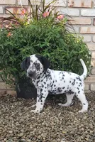 Spot, a female Dalmatian for sale in Sugarcreek, OH – 2 of 4