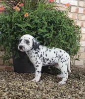 Sadie, a female Dalmatian for sale in Sugarcreek, OH – 2 of 3