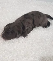 Kobe, a male Cavapoo for sale in Sugarcreek, OH – Photo 1 of 5