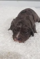 Kobe, a male Cavapoo for sale in Sugarcreek, OH – Photo 2 of 5