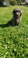 Twix, a male Cavapoo for sale in Sugarcreek, OH – 7 of 7