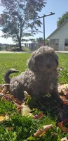 Twix, a male Cavapoo for sale in Sugarcreek, OH – 3 of 7