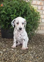 Sweetie, a female Dalmatian for sale in Sugarcreek, OH – 3 of 4