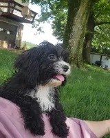 Kiwi, a female Cavapoo for sale in Sugarcreek, OH – 1 of 9