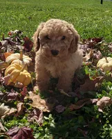 KitKat, a female Cavapoo for sale in Sugarcreek, OH – 2 of 6
