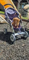Handsome, a male Cavapoo for sale in Sugarcreek, OH – 7 of 10