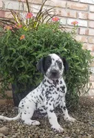 Spot, a female Dalmatian for sale in Sugarcreek, OH – 1 of 4