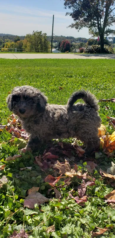 Twix – Cavapoo puppy for sale in Sugarcreek, OH