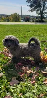 Twix, a male Cavapoo for sale in Sugarcreek, OH – 1 of 7