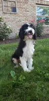 Max, a male Cavapoo for sale in Sugarcreek, OH – 3 of 4
