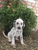 Sam, a male Dalmatian for sale in Sugarcreek, OH – 2 of 6
