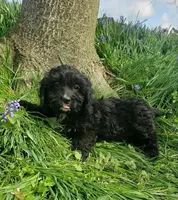 King, a male Cavapoo for sale in Sugarcreek, OH – Photo 4 of 6