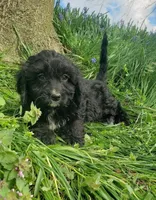 King, a male Cavapoo for sale in Sugarcreek, OH – Photo 2 of 6
