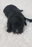 King, a male Cavapoo for sale in Sugarcreek, OH – Photo 1 of 4