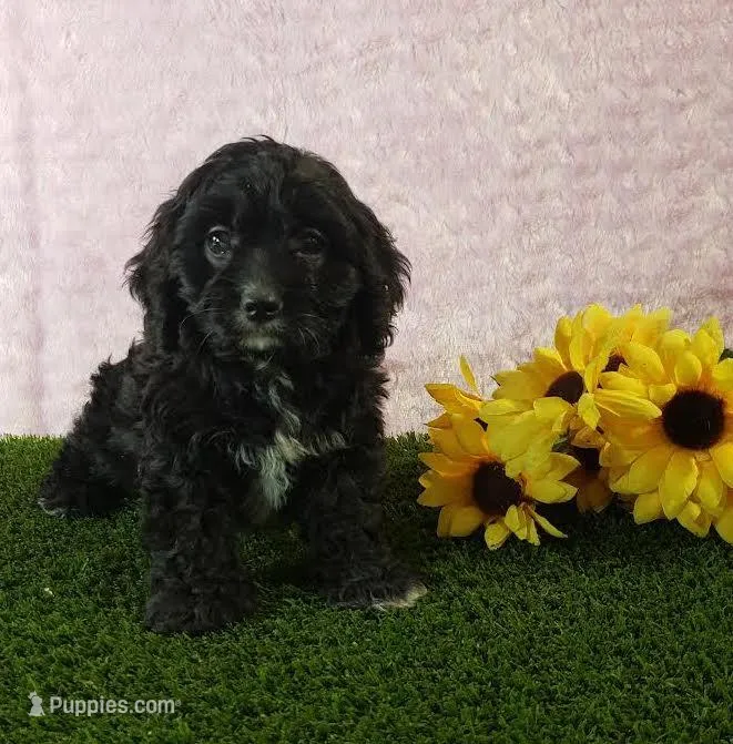King – Cavapoo puppy for sale in Sugarcreek, OH