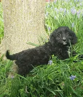 King, a male Cavapoo for sale in Sugarcreek, OH – Photo 5 of 6