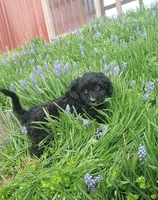 King, a male Cavapoo for sale in Sugarcreek, OH – Photo 6 of 6