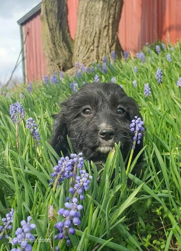 King – Cavapoo puppy for sale in Sugarcreek, OH