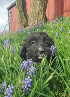 King, a male Cavapoo for sale in Sugarcreek, OH – Photo 1 of 6