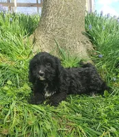 King, a male Cavapoo for sale in Sugarcreek, OH – Photo 3 of 6