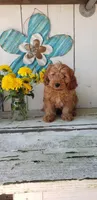Levi, a male Cavapoo for sale in Sugarcreek, OH – 4 of 6