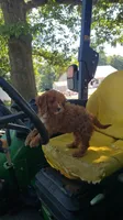 Handsome, a male Cavapoo for sale in Sugarcreek, OH – 9 of 10