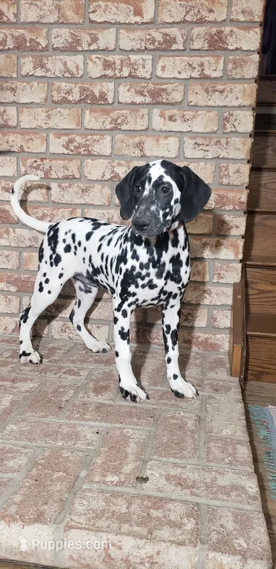 Spot AKC – Dalmatian puppy for sale in Sugarcreek, OH