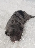 Koko, a female Cavapoo for sale in Sugarcreek, OH – Photo 2 of 4