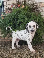 Sam, a male Dalmatian for sale in Sugarcreek, OH – 4 of 6