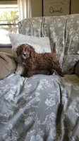 Handsome, a male Cavapoo for sale in Sugarcreek, OH – 3 of 10
