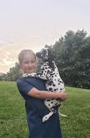 Spot AKC, a female Dalmatian for sale in Sugarcreek, OH – 2 of 9