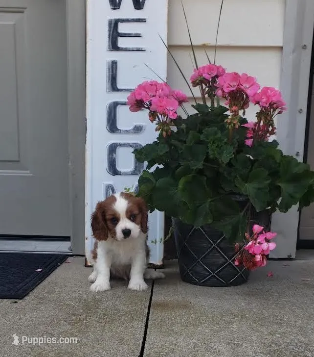 Gus – Cavalier King Charles Spaniel puppy for sale in Sugarcreek, OH