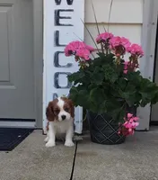Gus, a male Cavalier King Charles Spaniel for sale in Sugarcreek, OH – 1 of 2