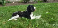 Max, a male Cavapoo for sale in Sugarcreek, OH – 2 of 4