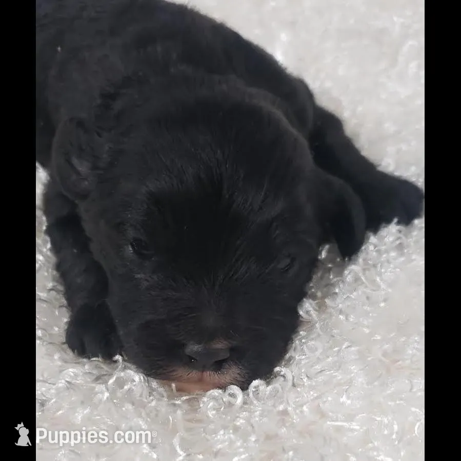 Kaia , a female Cavapoo for sale in Sugarcreek, OH – Photo 3 of 5