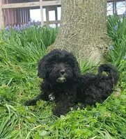 Kaia , a female Cavapoo for sale in Sugarcreek, OH – Photo 5 of 10
