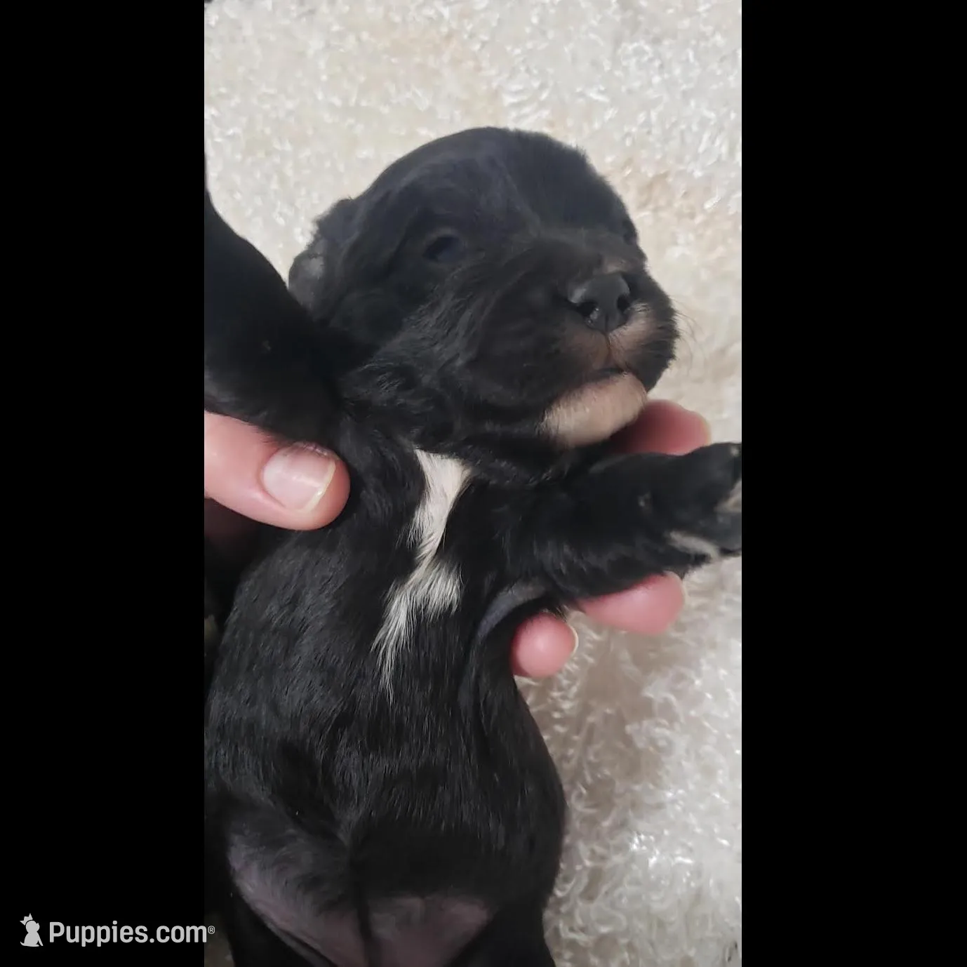 Kaia , a female Cavapoo for sale in Sugarcreek, OH – Photo 2 of 5