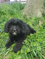 Kaia , a female Cavapoo for sale in Sugarcreek, OH – Photo 4 of 10