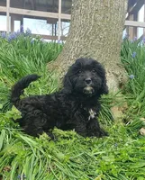 Kaia , a female Cavapoo for sale in Sugarcreek, OH – Photo 6 of 10