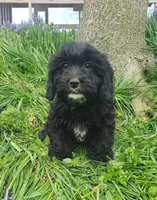 Kaia , a female Cavapoo for sale in Sugarcreek, OH – Photo 9 of 10