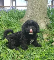 Kaia , a female Cavapoo for sale in Sugarcreek, OH – Photo 7 of 10