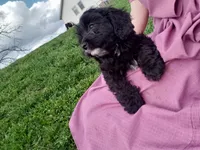 Kaia , a female Cavapoo for sale in Sugarcreek, OH – Photo 3 of 10