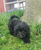 Kaia , a female Cavapoo for sale in Sugarcreek, OH – Photo 2 of 10
