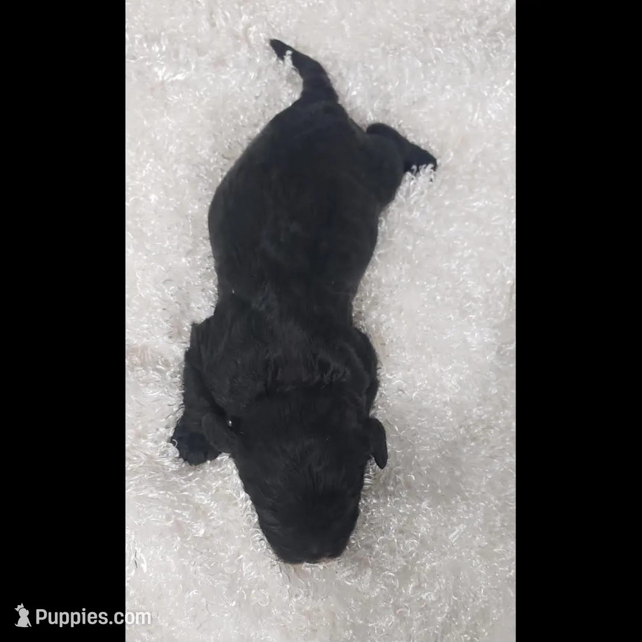 Kaia , a female Cavapoo for sale in Sugarcreek, OH – Photo 4 of 5