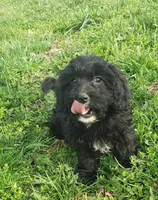 Kaia , a female Cavapoo for sale in Sugarcreek, OH – Photo 10 of 10