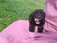 Kaia , a female Cavapoo for sale in Sugarcreek, OH – Photo 8 of 10