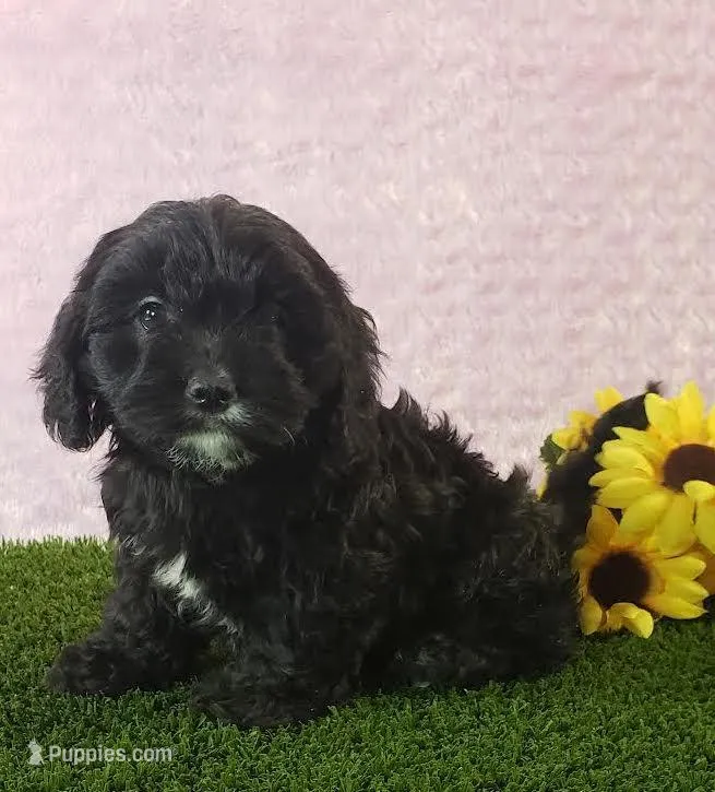 Kaia  – Cavapoo puppy for sale in Sugarcreek, OH