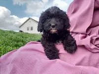 Kaia , a female Cavapoo for sale in Sugarcreek, OH – Photo 1 of 10